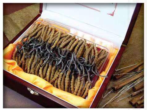 定安冬虫夏草回收